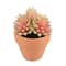 Mini Premade Succulents in Terra Cotta Pots, 6ct. by Ashland®